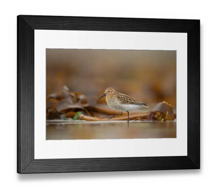 Framed Print : Dunlin (Calidris alpina) immature