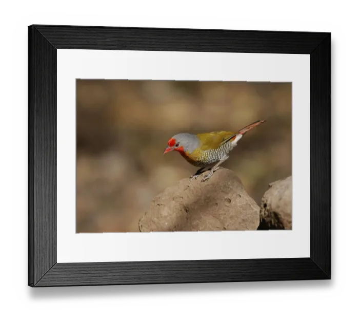 Framed Print : Green-winged green-winged pytilia (Pytilia melba) Framed Print : Green-winged green-winged pytilia (Pytilia melba)