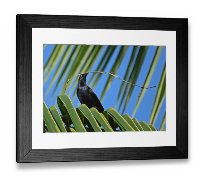 Framed Print : Greater Antillean Grackle (Quiscalus niger crassirostris) adult