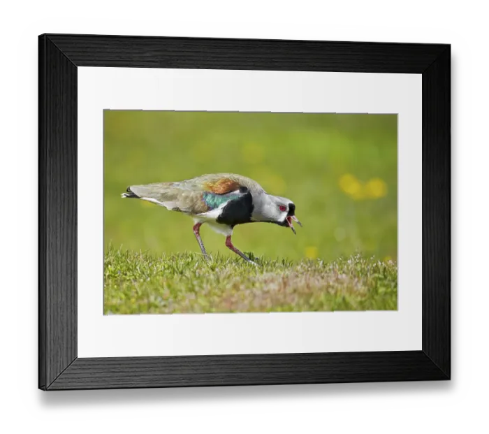 Framed Print : Southern lapwing (Vanellus chilensis) adult
