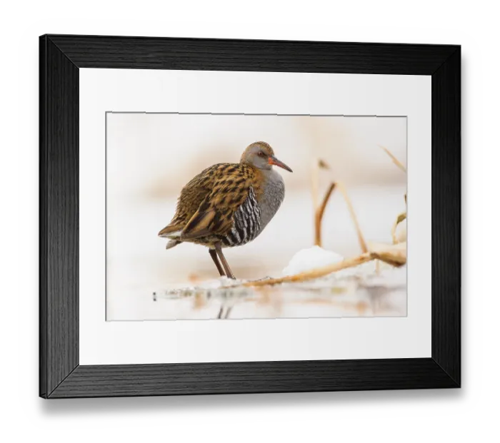 Framed Print : Water Rail (Rallus aquaticus) adult