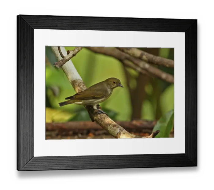 Framed Print : Thick-billed Flowerpecker (Dicaeum agile modestum) adult Framed Print : Thick-billed Flowerpecker (Dicaeum agile modestum) adult