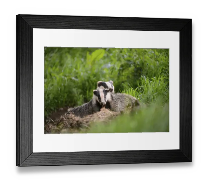 Framed Print : Eurasian Badger (Meles meles) adult and cub