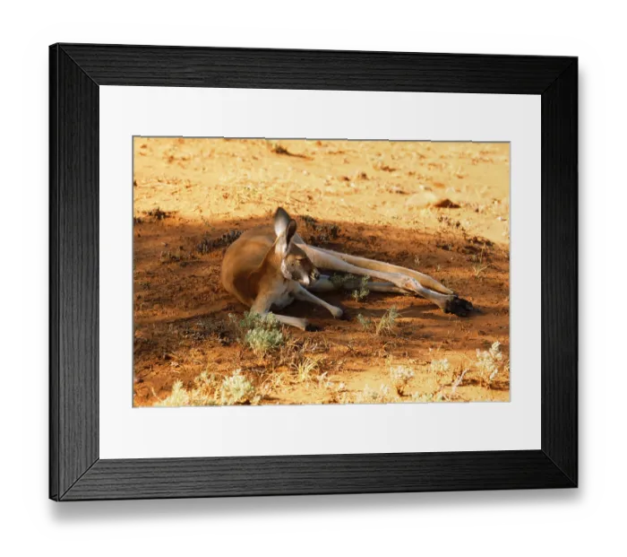 Framed Print : Red kangaroo (Macropus rufus), Red Giant Kangaroo