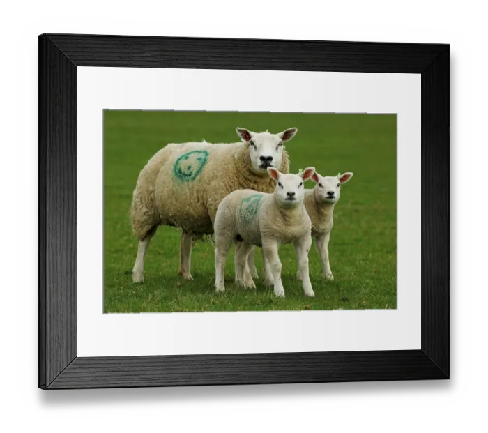 Framed Print : Domestic Sheep, Beltex ewe with lambs
