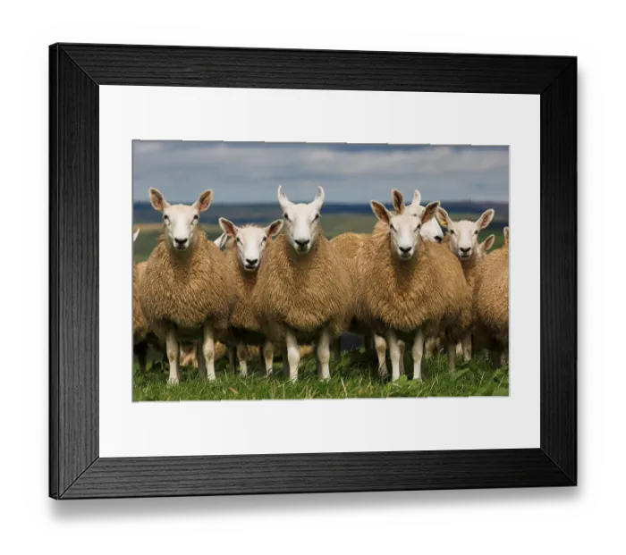 Framed Print : Domestic Sheep, mules, Cheviot ewe x Blue-faced Leicester ram