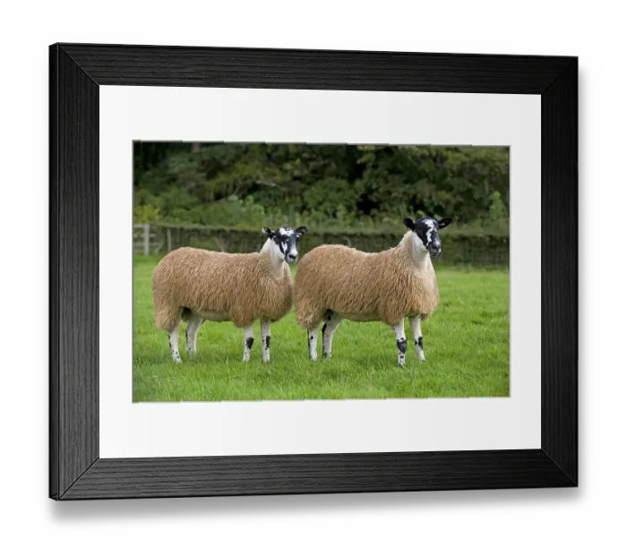 Framed Print : Domestic Sheep, North of England Mule gimmer lambs
