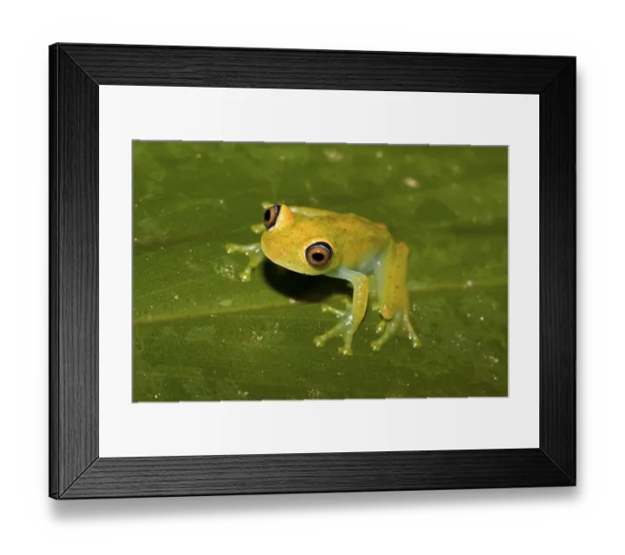 Framed Print : Madagascar Frog, Madagascar Frogs