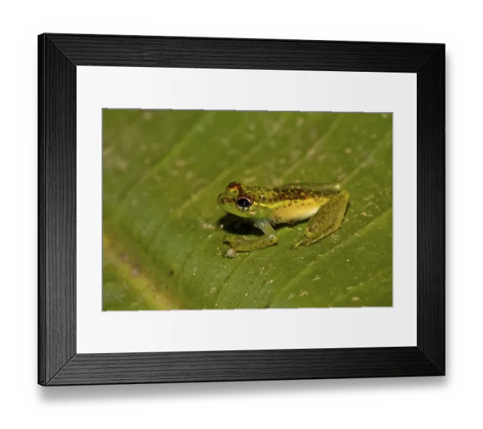 Framed Print : Madagascar frog, Madagascar frogs Framed Print : Madagascar frog, Madagascar frogs