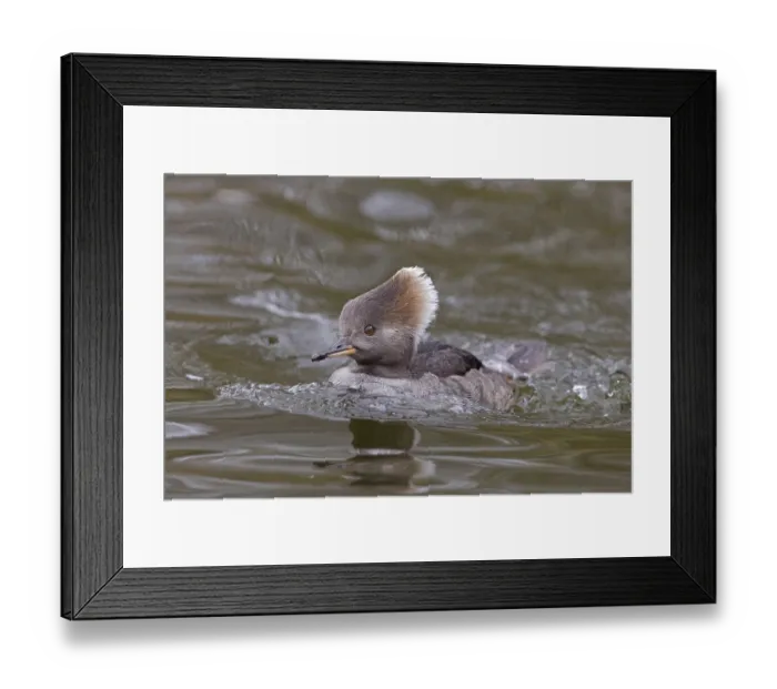 Framed Print : Hooded merganser (Lophodytes cucullatus) adult female