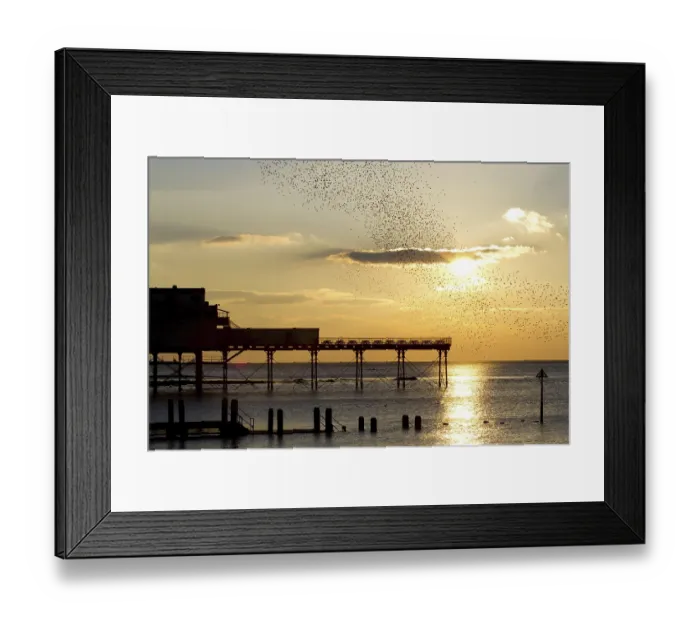 Framed Print : Common Starling (Sturnus vulgaris) flock Framed Print : Common Starling (Sturnus vulgaris) flock