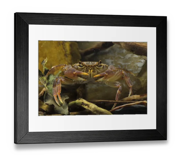 Framed Print : Freshwater Crab (Potamon fluviatilis) adult Framed Print : Freshwater Crab (Potamon fluviatilis) adult