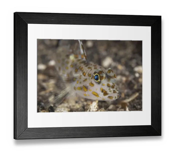 Framed Print : Spotted goby (Coryphopterus inframaculatus) adult