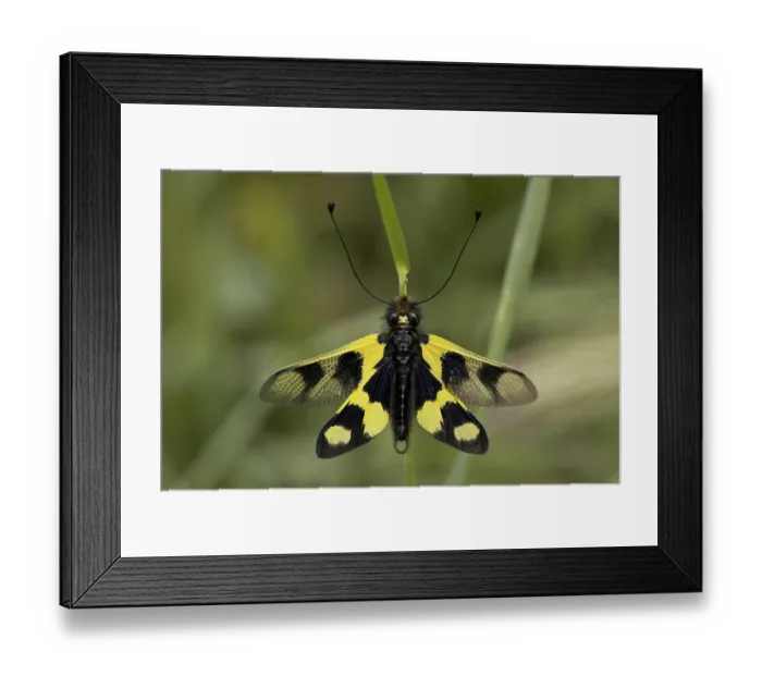 Framed Print : Ascalaphid (Libelloides macaronius) adult Framed Print : Ascalaphid (Libelloides macaronius) adult