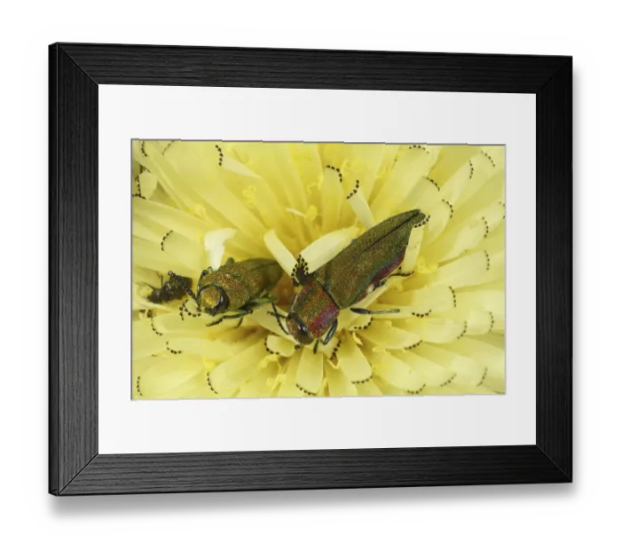 Framed Print : Emerald beetle (Anthaxia hungarica)