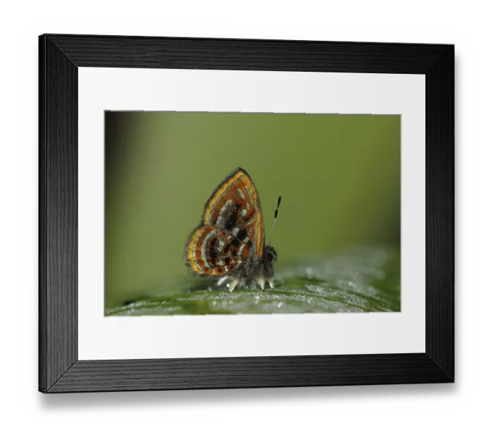 Framed Print : Other animals, Insects, Butterflies