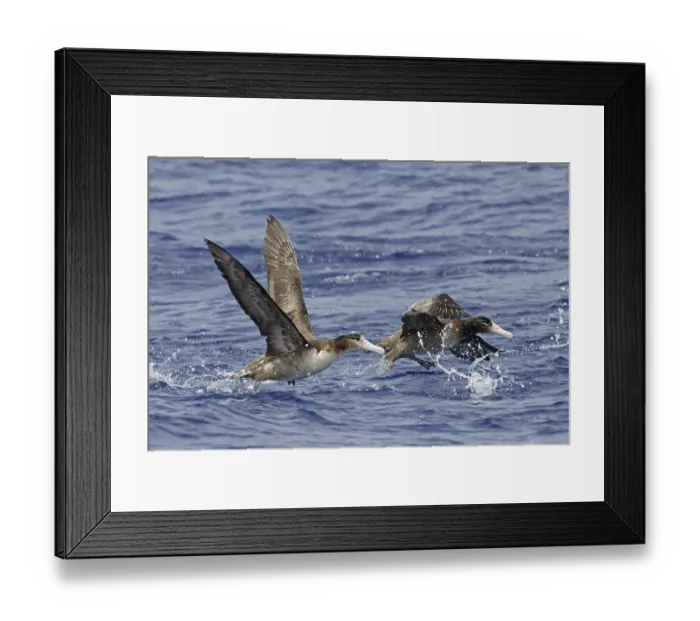 Framed Print : Short-tailed albatross (Phoebastria albatrus) two juveniles launched from the sea surface Framed Print : Short-tailed albatross (Phoebastria albatrus) two juveniles launched from the sea surface