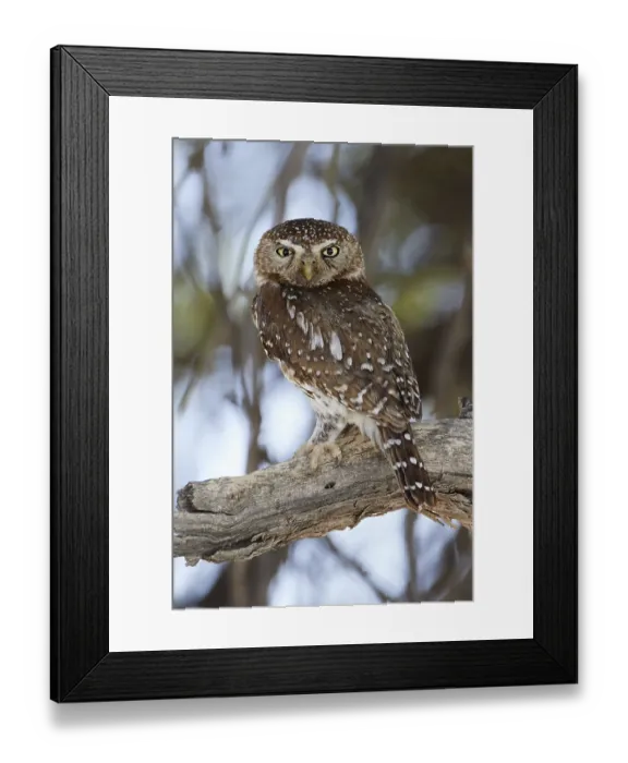 Framed Print : Pearl-spotted owlet (Glaucidium perlatum) Framed Print : Pearl-spotted owlet (Glaucidium perlatum)