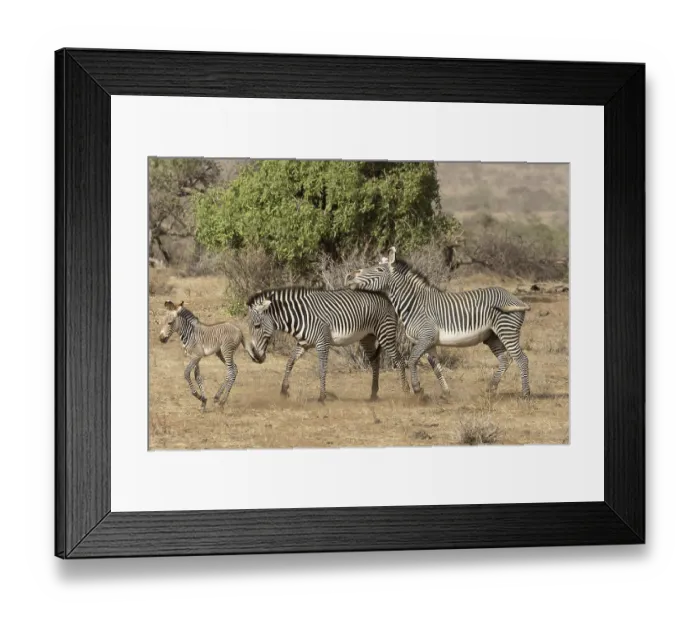 Framed Print : Grevy's grevy's zebra (Equus grevyi) Framed Print : Grevy's grevy's zebra (Equus grevyi)