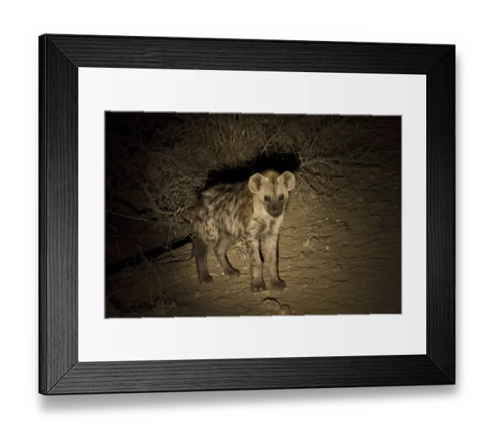 Framed Print : Spotted hyena, spotted hyenas, hyena Framed Print : Spotted hyena, spotted hyenas, hyena