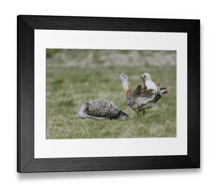 Framed Print : Great bustard (Otis tarda), adult male