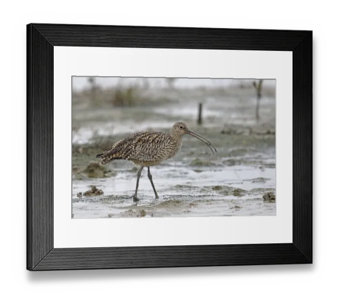 Framed Print : Far Eastern Curlew (Numenius madagascariensis) adult