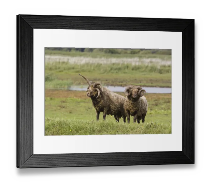 Framed Print : Manx loaghtan sheep, purebred, pets