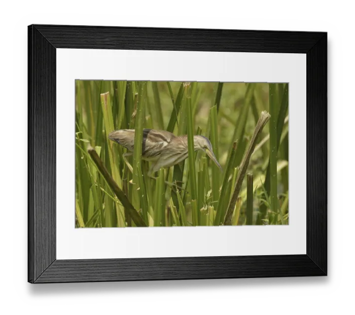 Framed Print : Yellow yellow bittern (Ixobrychus sinensis) adult Framed Print : Yellow yellow bittern (Ixobrychus sinensis) adult
