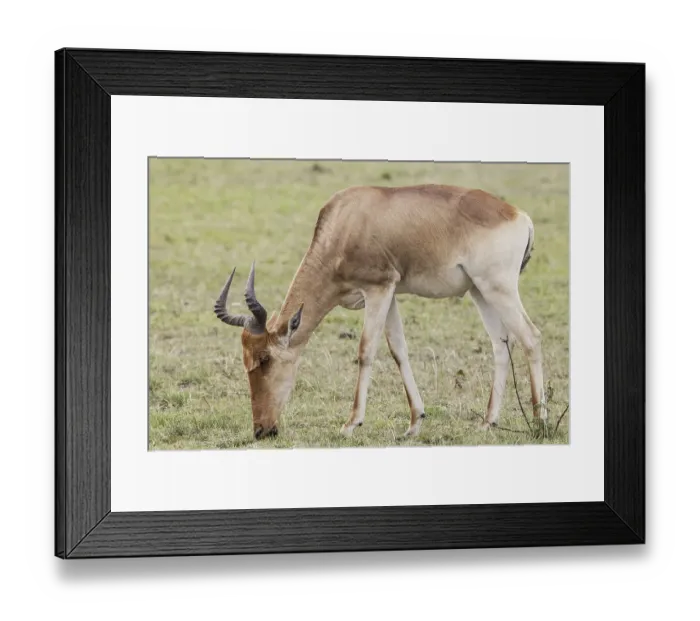 Framed Print : Congoni, hartebeest, Congonis, hartebeest Framed Print : Congoni, hartebeest, Congonis, hartebeest