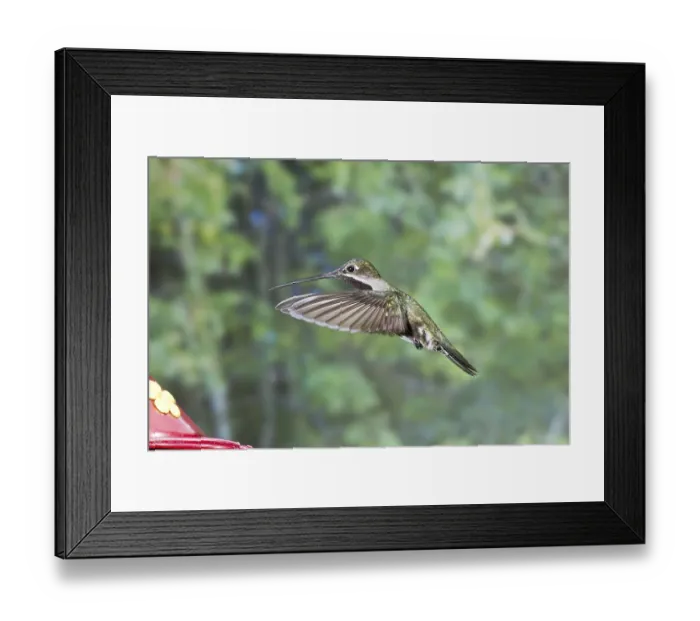 Framed Print : Long-billed Starthroat (Heliomaster longirostris) adult male