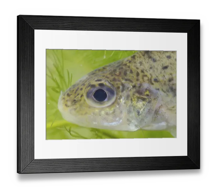 Framed Print : Eurasian Ruffe (Gymnocephalus cernua) adult
