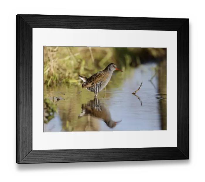 Framed Print : Water Rail (Rallus aquaticus) adult