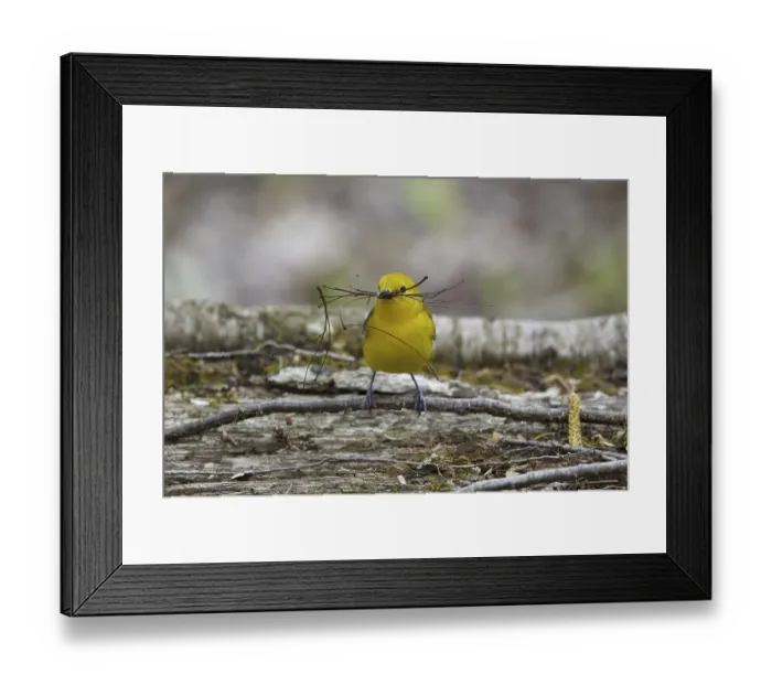 Framed Print : Prothonotary Warbler (Protonotaria citrea) adult female