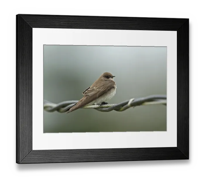 Framed Print : Northern Rough-winged Swallow, Northern Rough-winged Swallow
