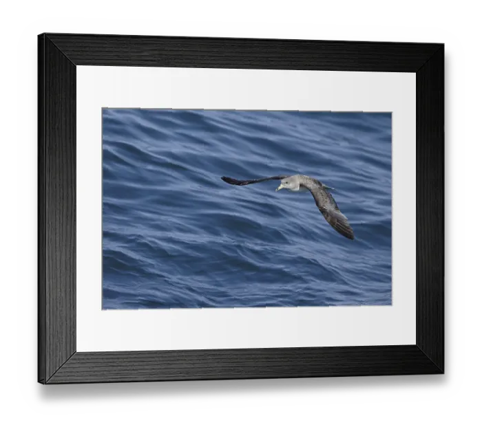 Framed Print : Cory's Shearwater (Calonectris borealis) adult Framed Print : Cory's Shearwater (Calonectris borealis) adult