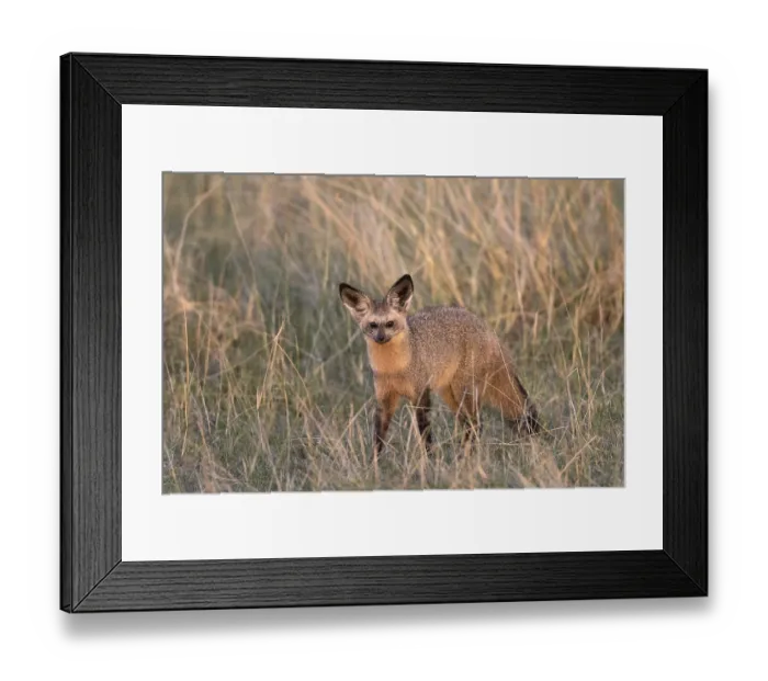 Framed Print : Bat-eared Fox (Otocyon megalotis) adult
