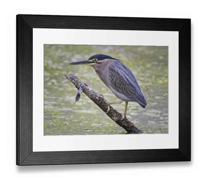 Framed Print : Striped striated heron (Butorides striata) adult Framed Print : Striped striated heron (Butorides striata) adult