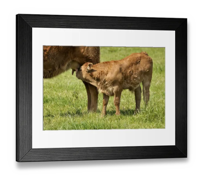 Framed Print : Cow husbandry, calf sniffing at its mother's udder Cow husbandry