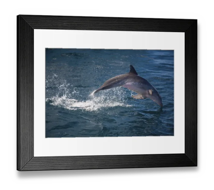 Framed Print : Leaping Bottlenose dolphin (Tursiops truncatus) Framed Print : Leaping Bottlenose dolphin (Tursiops truncatus)