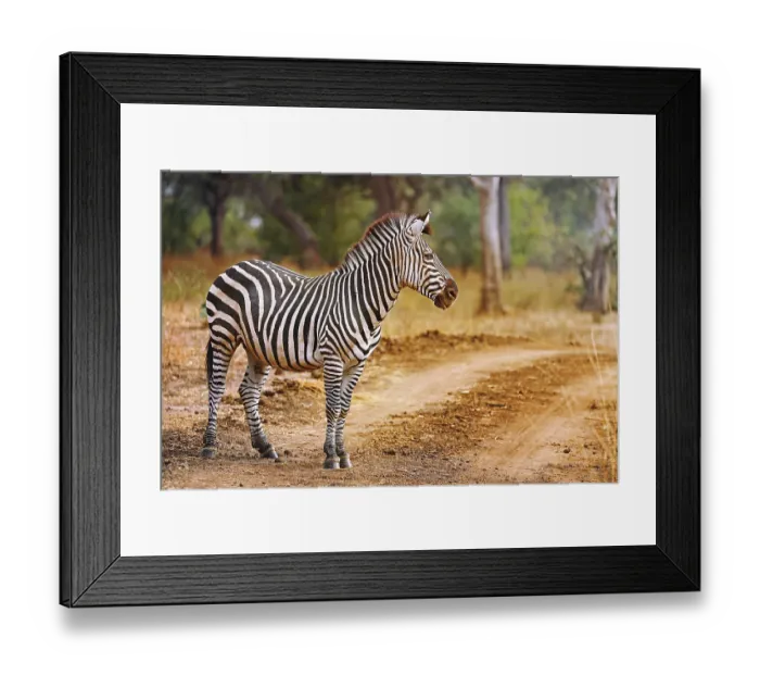 Framed Print : Steppenzebra (Equus quagga), Liwonde-Nationalpark Framed Print : Steppenzebra (Equus quagga), Liwonde-Nationalpark
