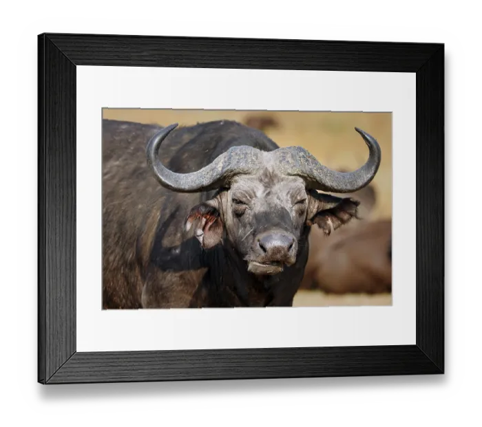 Framed Print : African buffalo (Syncerus caffer)