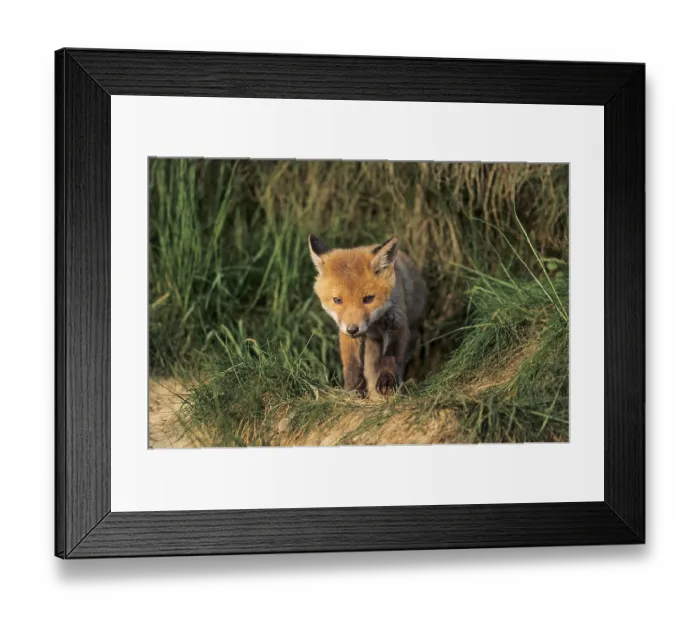 Framed Print : Red fox (Vulpes vulpes) Framed Print : Red fox (Vulpes vulpes)