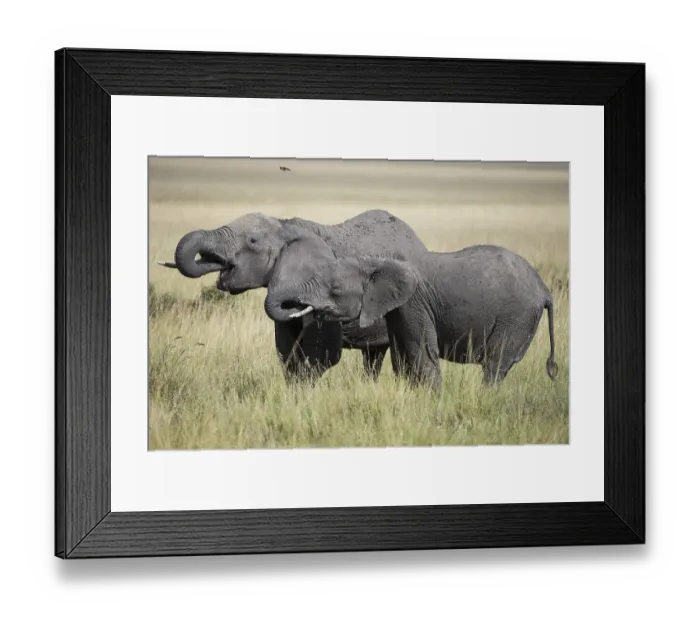 Framed Print : Africa, african, africana, animal