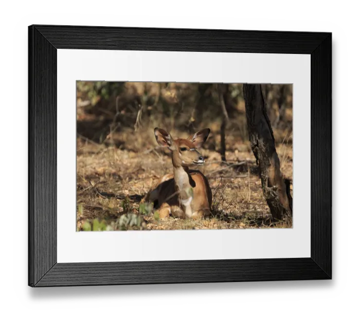 Framed Print : Sitting Nyala
