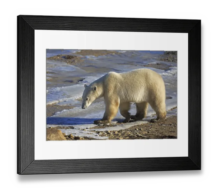 Framed Print : A polar bear walks along the shore of Hudson Bay