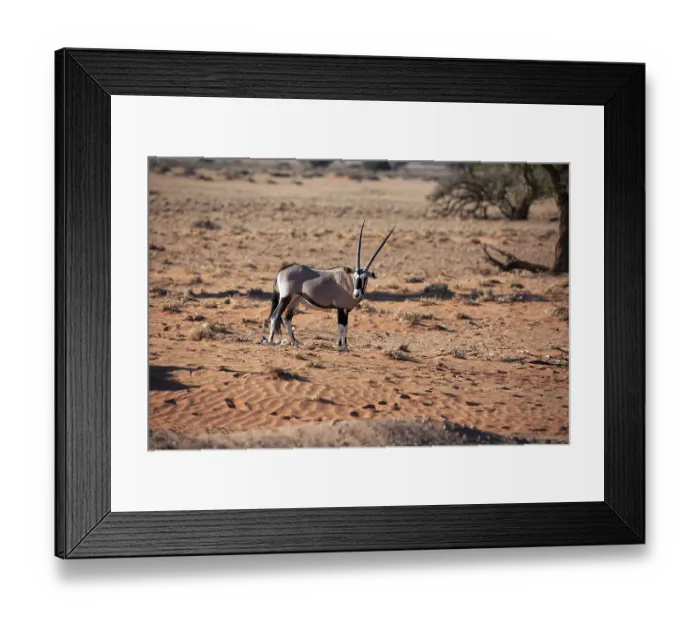 Framed Print : Oryx antelope in the Namib-Naukluft Park in Namibia