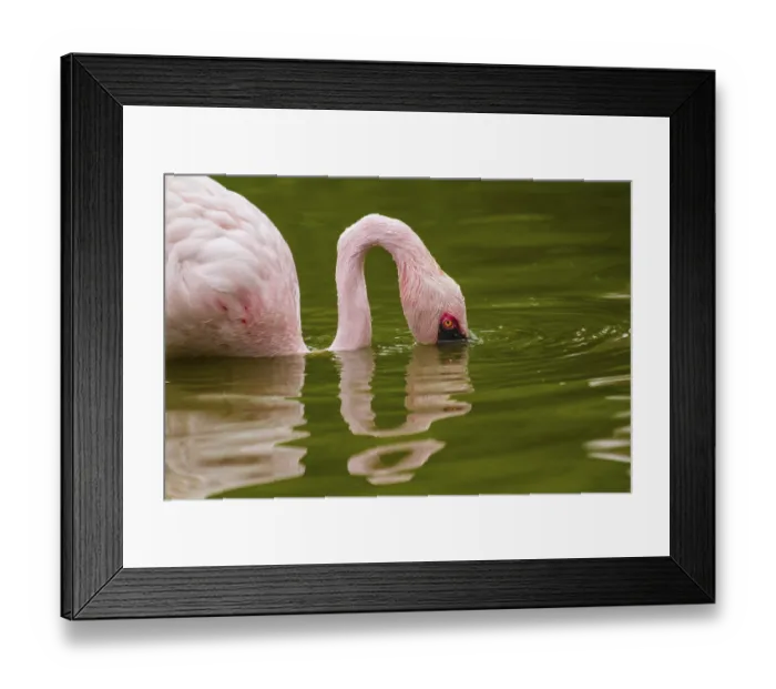 Framed Print : Lesser flamingo (Phoeniconaias minor) Framed Print : Lesser flamingo (Phoeniconaias minor)