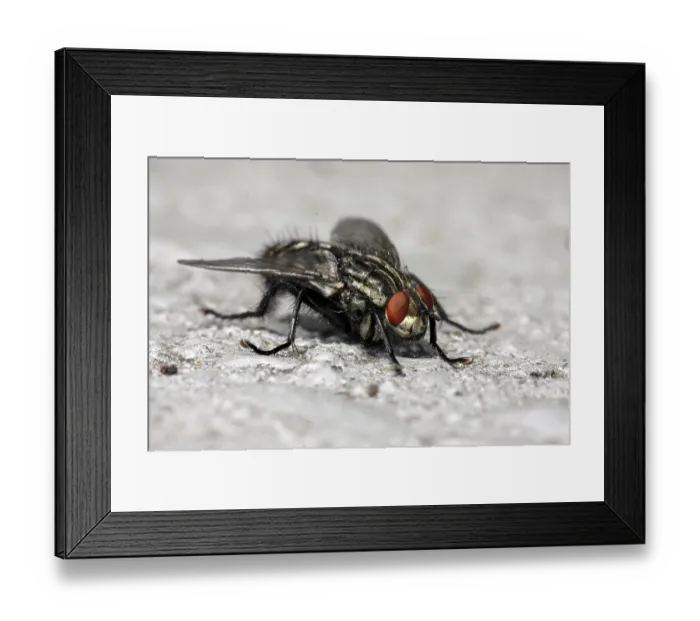 Framed Print : Sarcophaga carnaria, Sarcophaga carnaria Framed Print : Sarcophaga carnaria, Sarcophaga carnaria