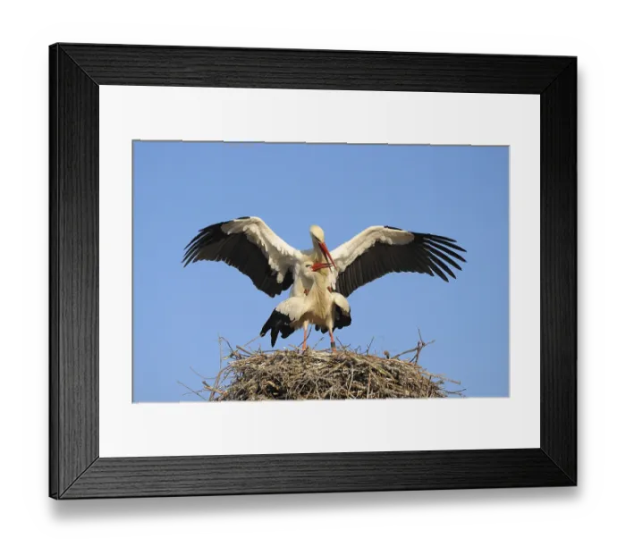 Framed Print : White storks mating, Ciconia ciconia Framed Print : White storks mating, Ciconia ciconia