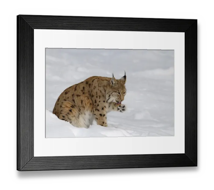 Framed Print : Eurasian lynx, Germany, Europe